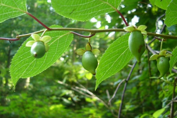 gröna frukter