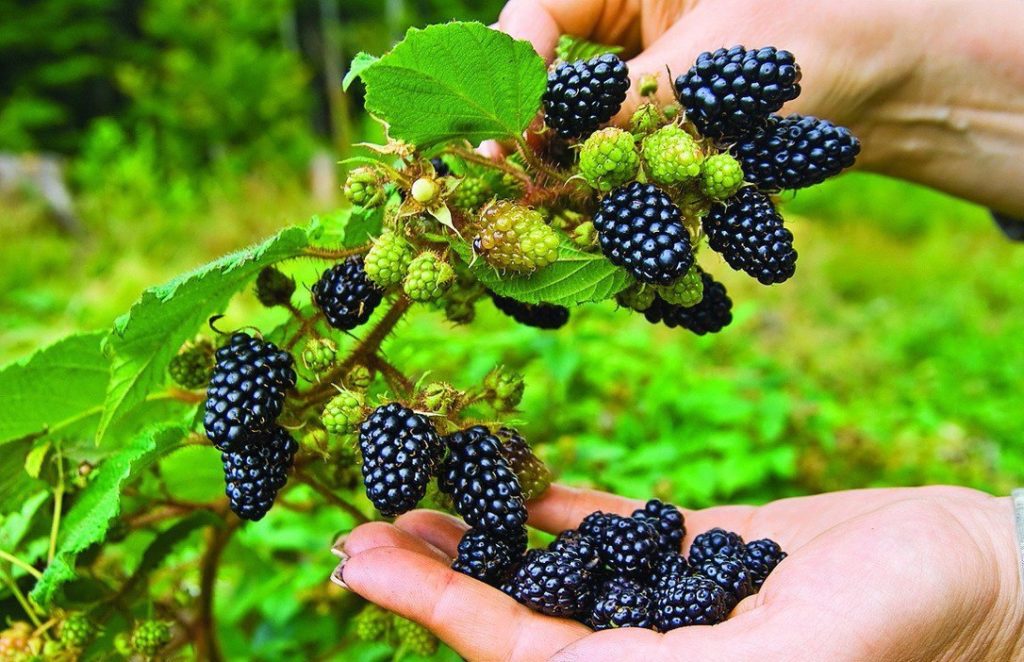 blackberry for the urals