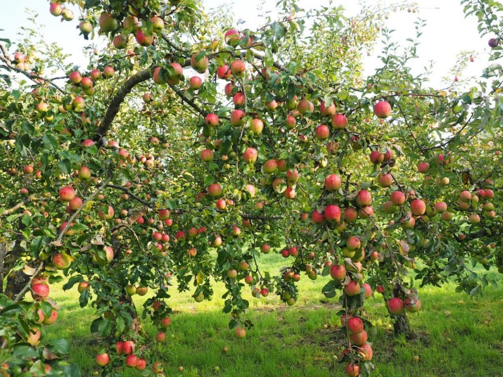 Uralets äppelträd