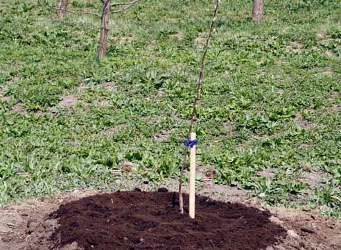 plantera ett äppelträd