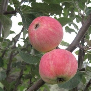 Uralets äppelträd