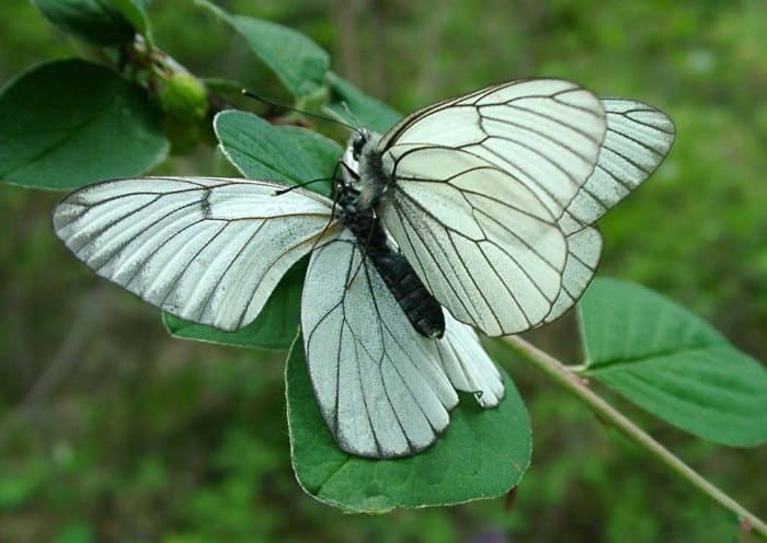 Meidoorn vlinder