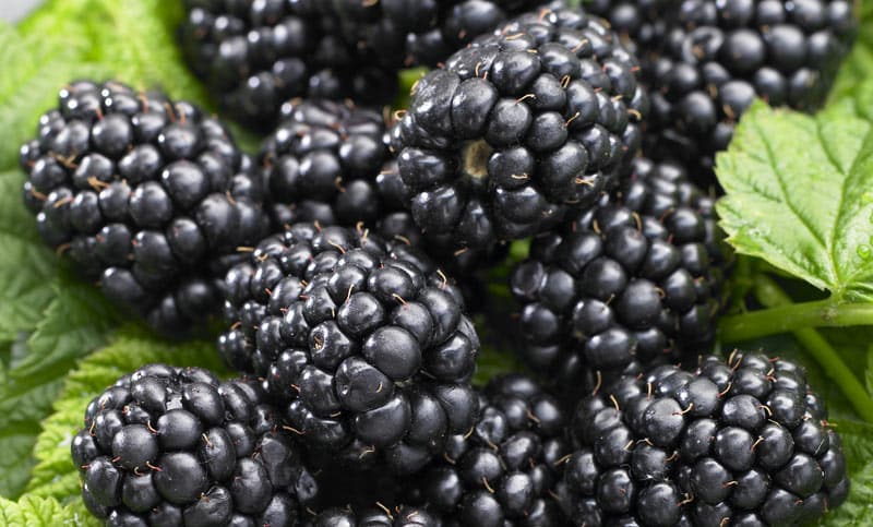 blackberry svart satin