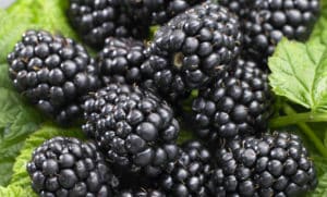 Description of the best varieties of studless blackberries, planting, growing and care