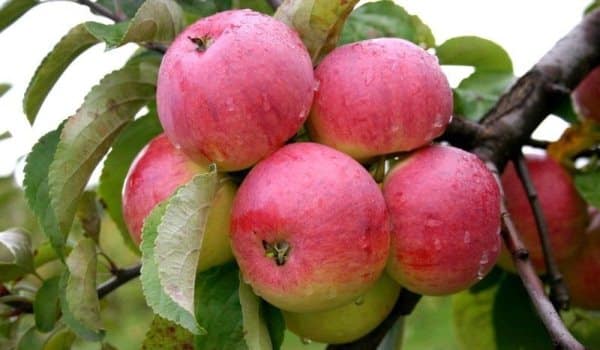jabloň borovinka