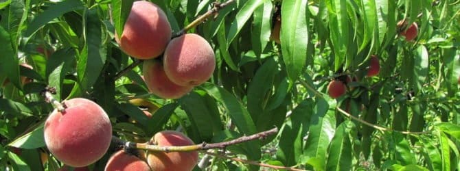 augantis persikas iš sėklos