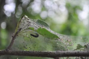 Ką daryti, jei ant obels lapai padengti voratinkliais, kaip kovoti ir kaip apdoroti
