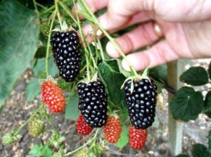 Mô tả và đặc điểm của giống dâu đen Natchez, sinh sản, trồng và chăm sóc
