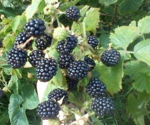 Description of the best varieties of blackberries for the Moscow region, planting, growing and care