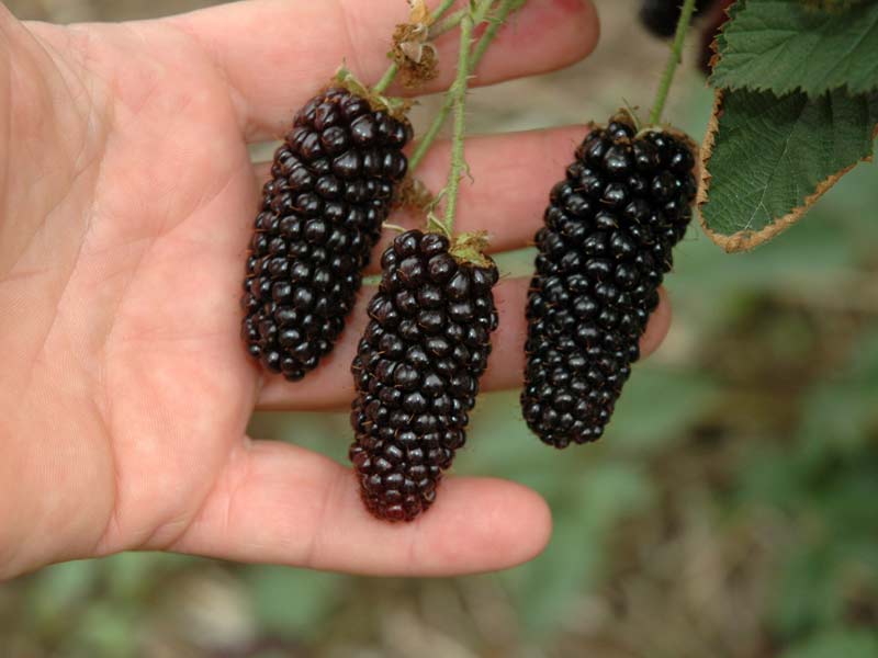 blackberry karaka nero