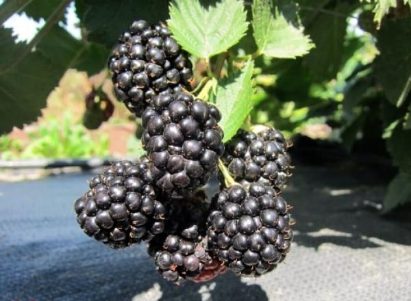 blackberry tripla corona