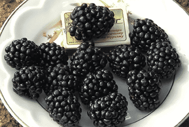 blackberry tripla corona