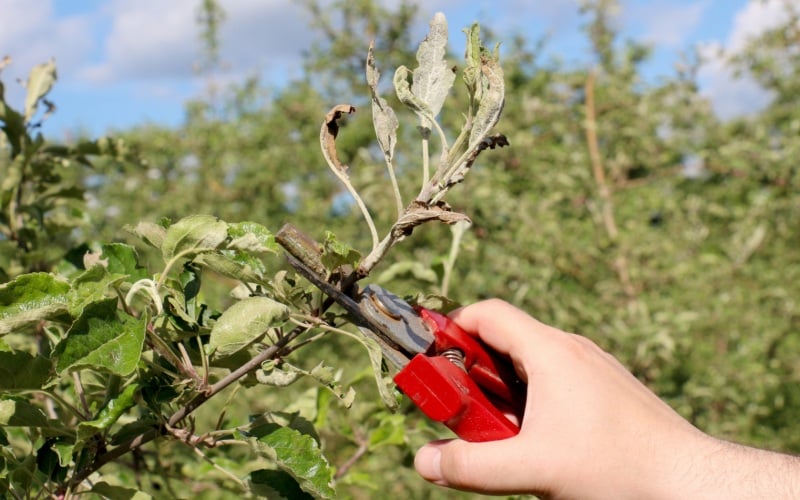 pestovanie jabloní z vetvy
