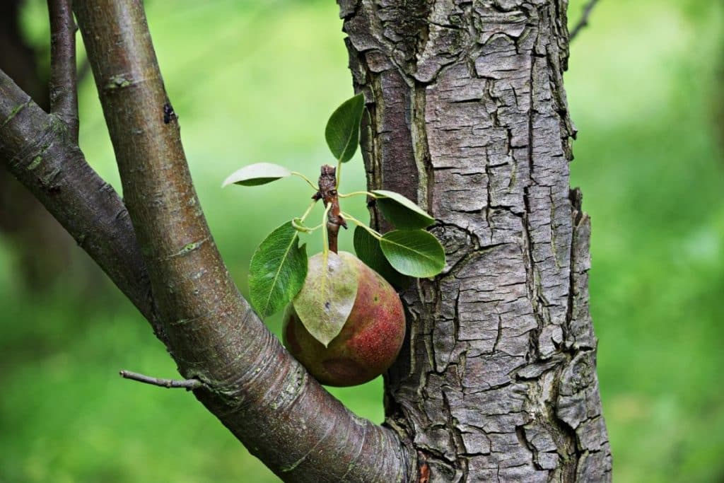 päron bär inte frukt