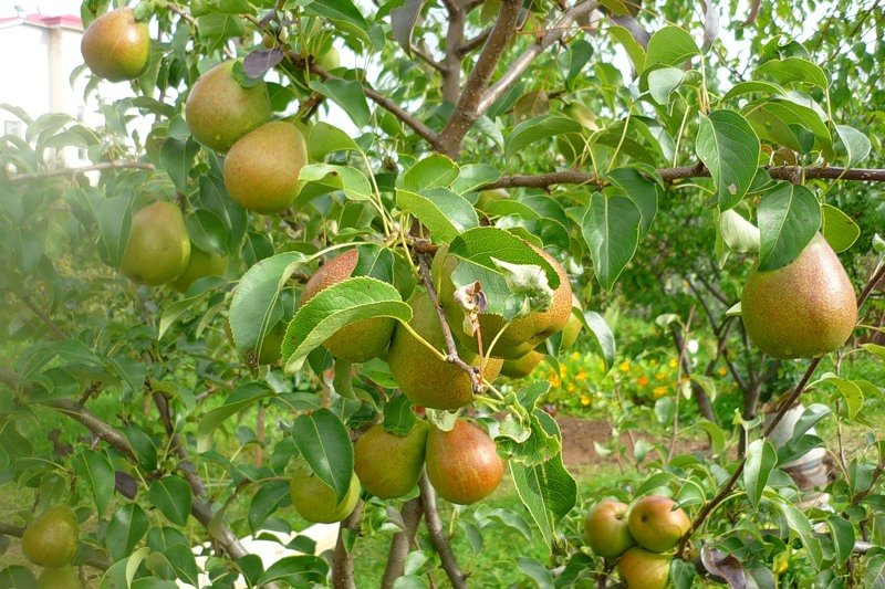 päron bär inte frukt