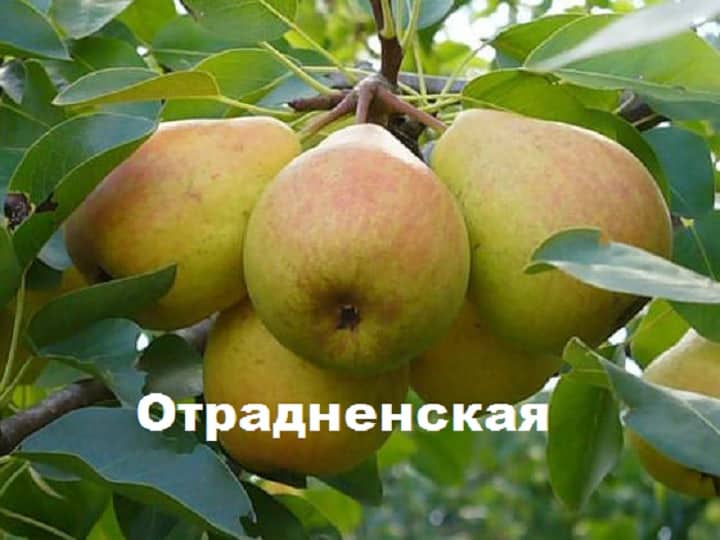 päron Otradnenskaya