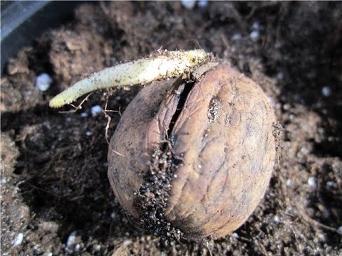 ako zasadiť orech