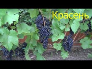 Beskrivning och egenskaper hos Krassen-druvsorten, avelshistorik och odlingsegenskaper