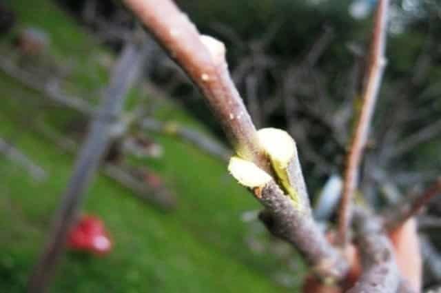 Hur man planterar ett päron i klyvning