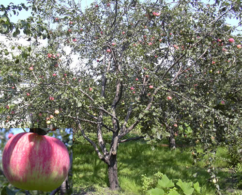 äppleträdet sparas