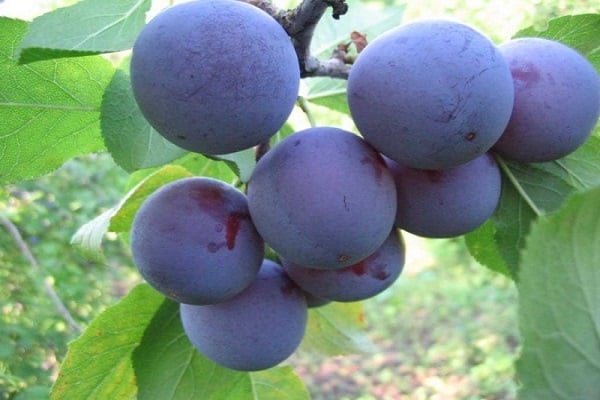 fructe violet