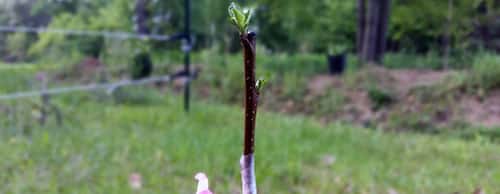 Voortplanting door wortelscheuten