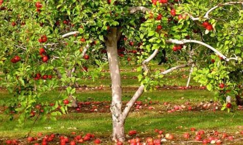μηλιά ομορφιά του sverdlovsk