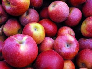 „Macintosh“ obuolių aprašymas ir savybės, sodinimo ir priežiūros ypatybės