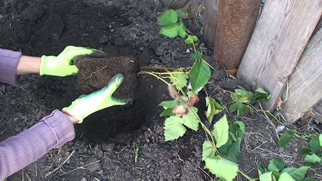 planting blackberries