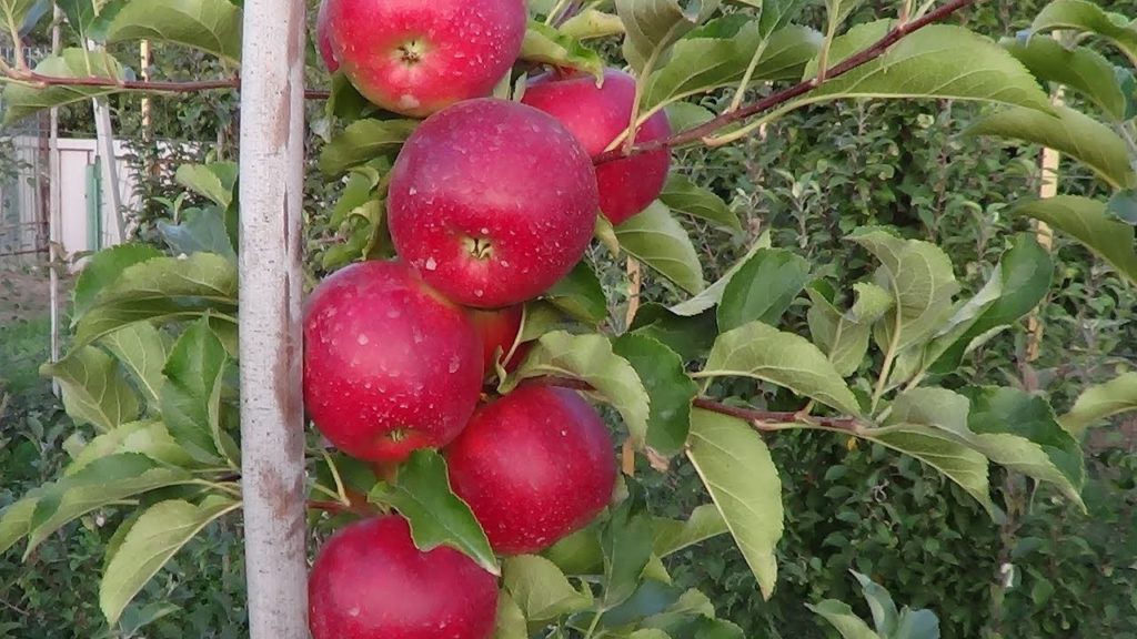 äppelträd ligol