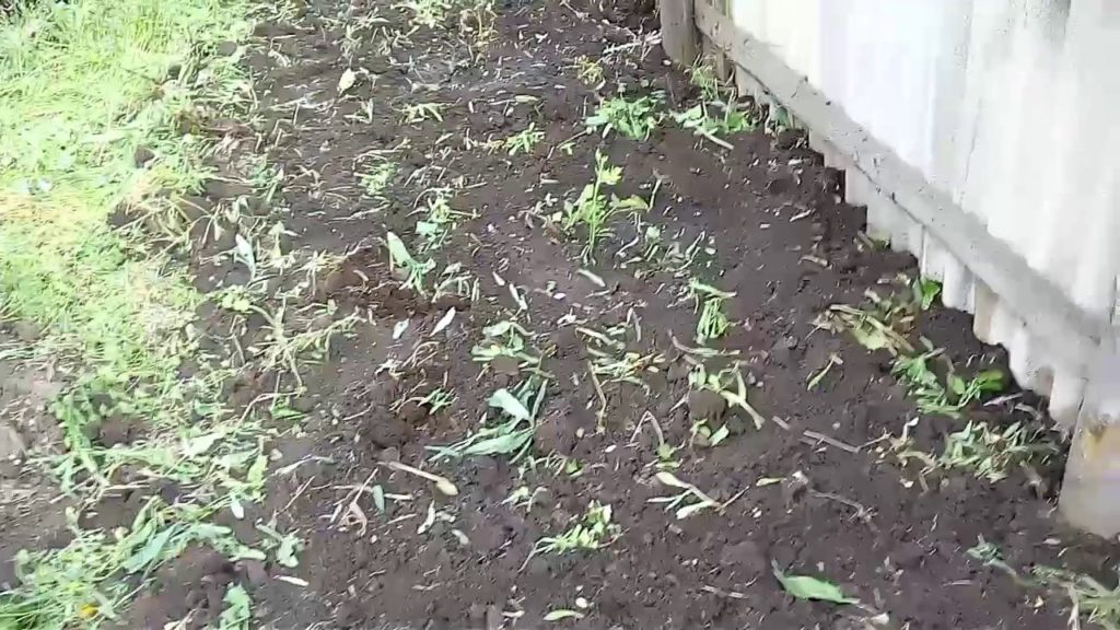trồng dâu đen