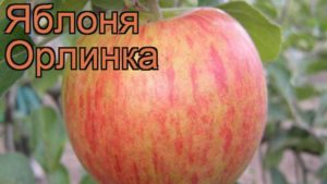 Popis a charakteristika jabloní Orlinka, výsadba, pěstování a péče
