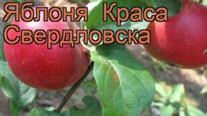 Description et caractéristiques, avantages et inconvénients du pommier Krasa Sverdlovsk, règles de culture