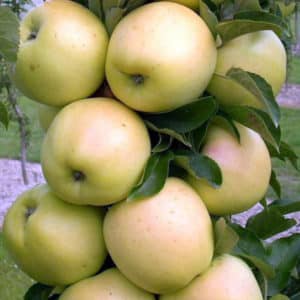 Beskrivning och egenskaper för äpplesorten Medoc, odlingsregler och vård