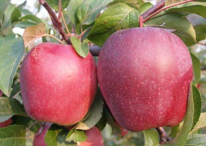 obuolių modi