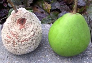 Varför ruttnar päronfrukter på ett träd och vad man ska göra, åtgärder för att bekämpa sjukdomen