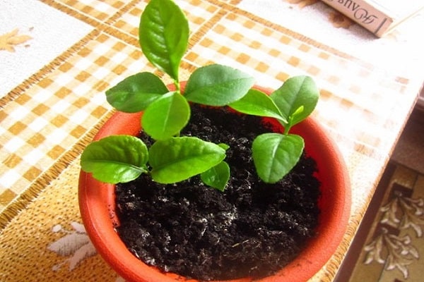biljna biljka