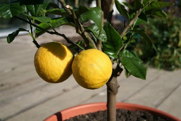 geltonos citrinos