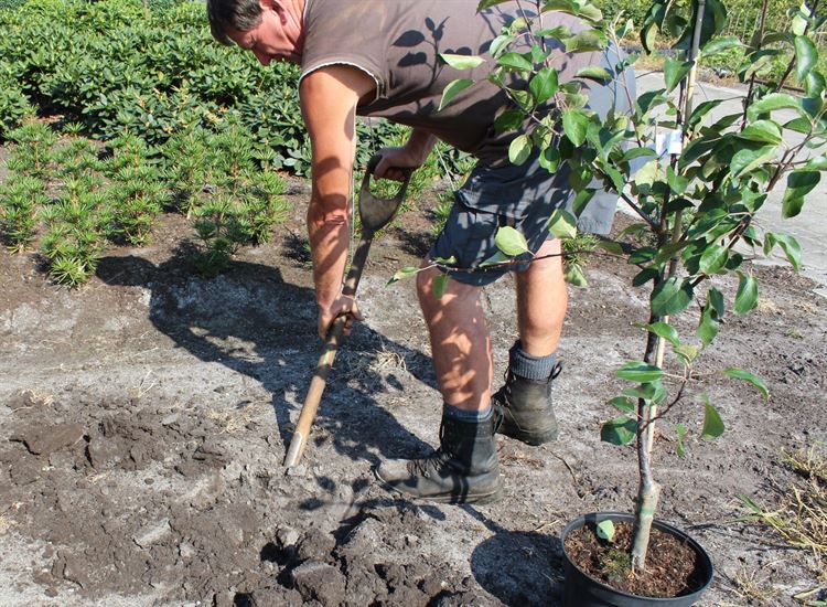 plantar un manzano