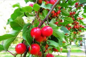 Beskrivning, egenskaper och ursprung för Yagodnaya äppelsort, reglerna för odling och vård
