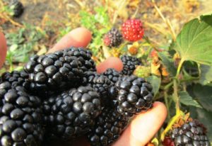 The best varieties of remontant blackberries, planting, growing and care