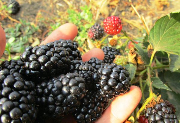 Sửa chữa blackberry