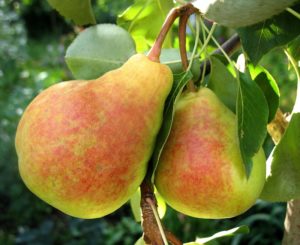Beskrivning och egenskaper hos päron Lada, mogna termer, vård och odling