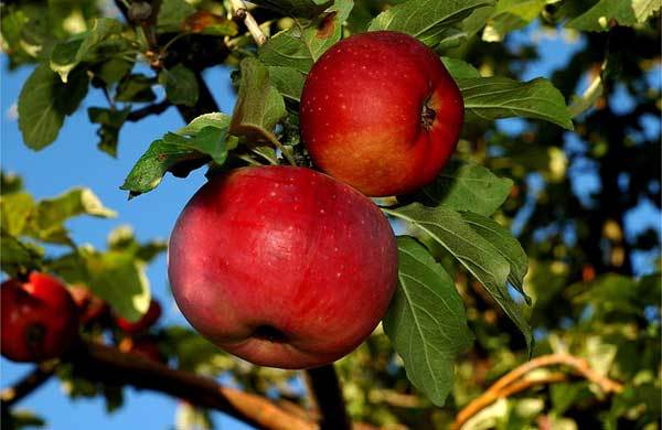 ต้นแอปเปิ้ล aport
