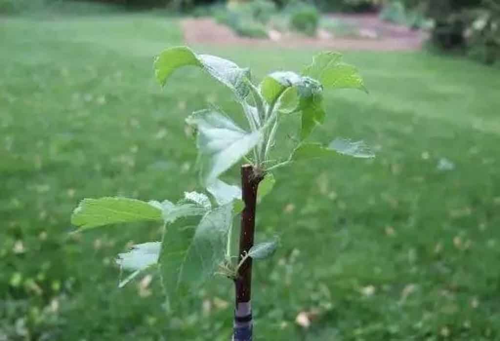 pestovanie jabloní z vetvy