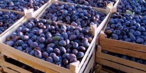 Cum se păstrează prunele acasă prin congelare, uscare și decapare