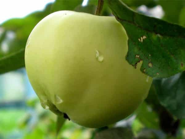 apple tree papier