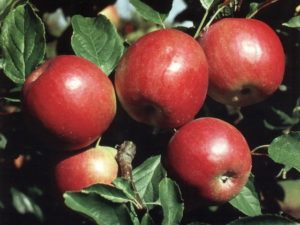 Beschrijving, kenmerken en winterhardheid van de Krasnoe vroege appelboom, teelt