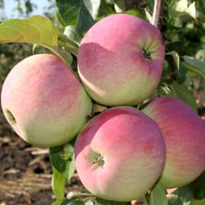 Опис и карактеристике сорте јабуке Свежина, суптилности садње и неге