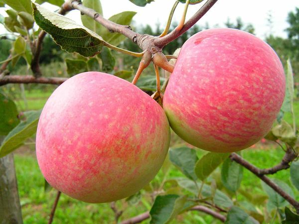 výsadbu jablone na predmestí
